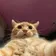 riny_tux